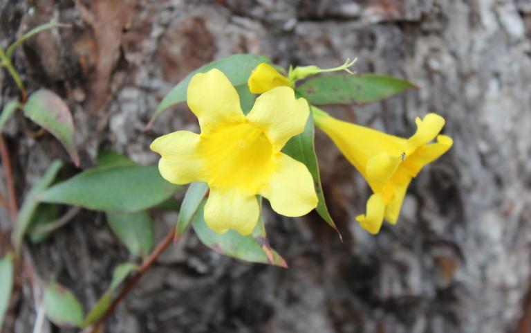 carolinajessamine