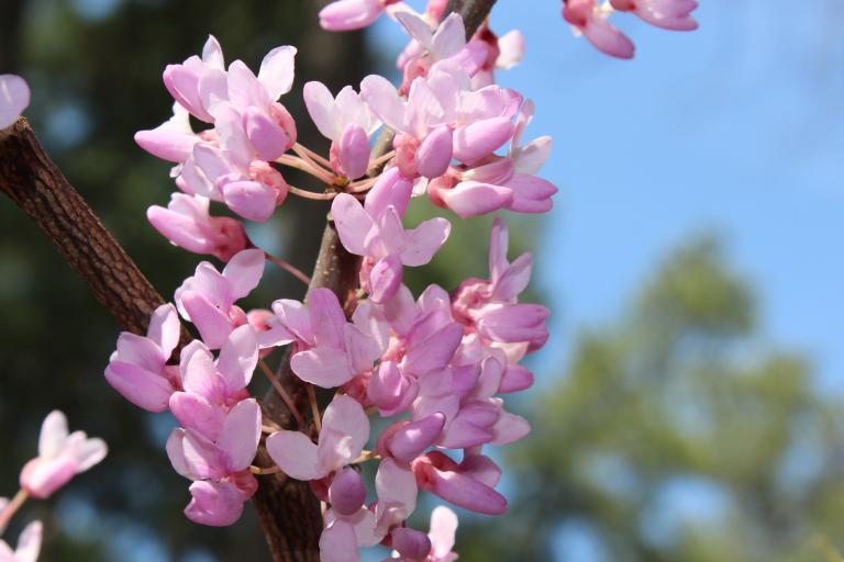 redbud