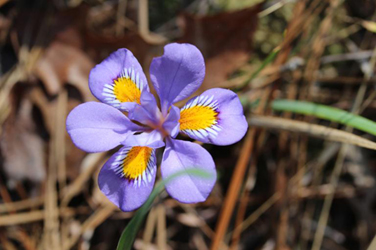 images/flowers_tab_big.jpg
