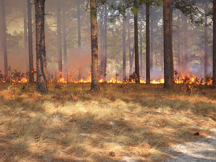 prescribedburn photo
