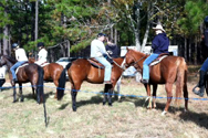 images/horses_tab.jpg