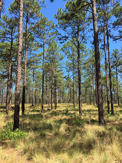 stewardship trees